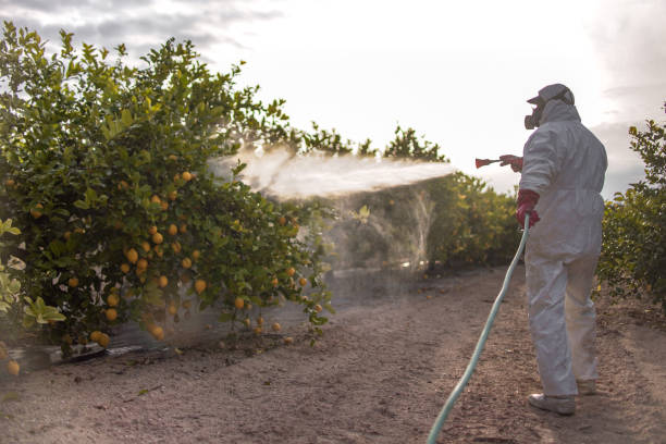 Best Termite Control Services  in Brandon, FL